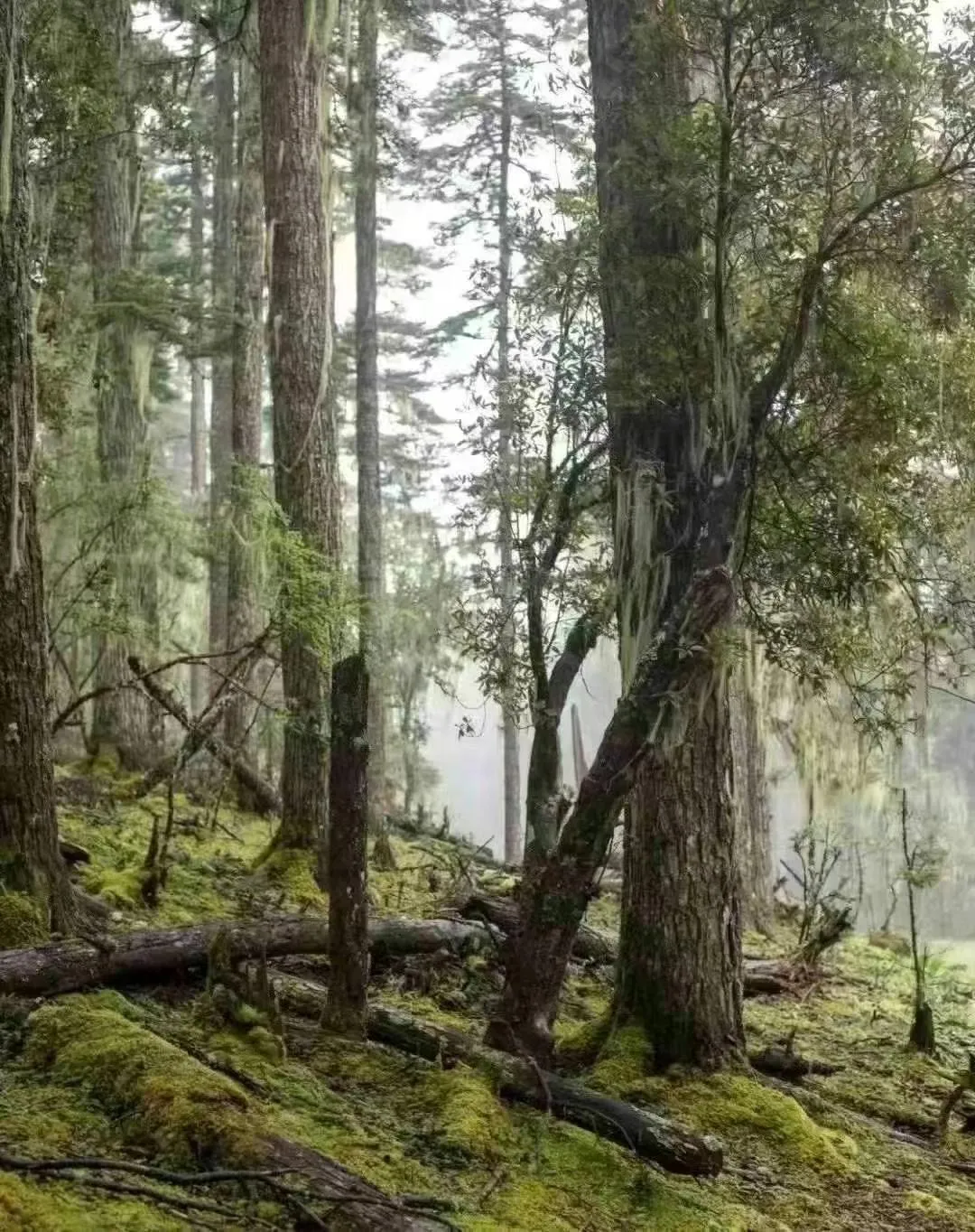 山珍王者的天花板吃法,你试过吗?黑松露×松茸,云南空运,极致体验