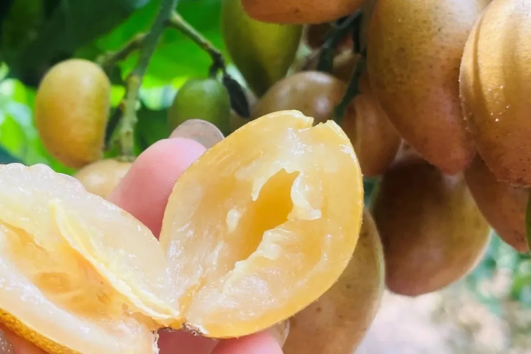 广东特产黄皮干,老广的护嗓宝