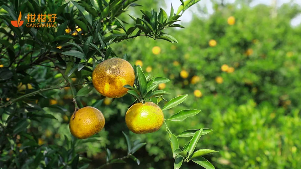新品来袭!柑柑好金招牌·新会陈皮