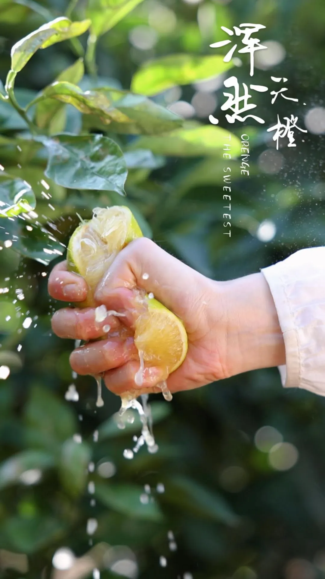 来自云南的高山冰糖橙,清香甘甜,水润爆汁,承包秋天的甜蜜