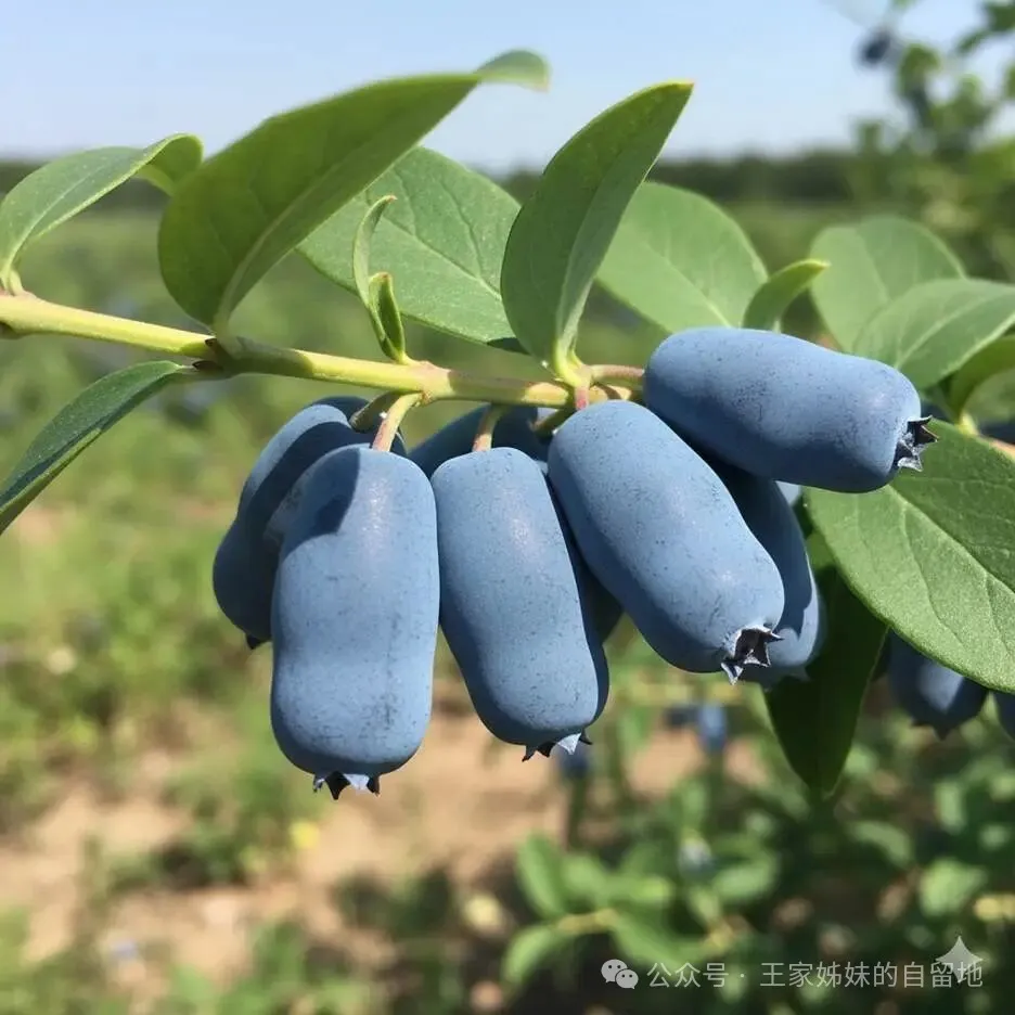 松江河的山珍甸果甸枣子