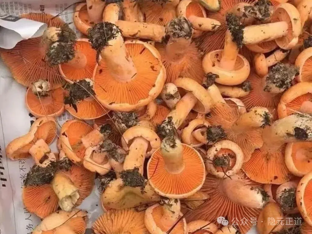 多好的山珍菌芝入食:道家养生里的松林清灵之道