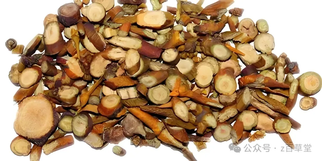 中医常用食材桑寄生
