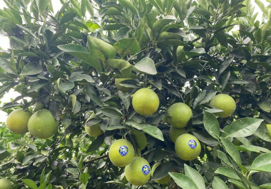 来自云南的高山冰糖橙,清香甘甜,水润爆汁,承包秋天的甜蜜