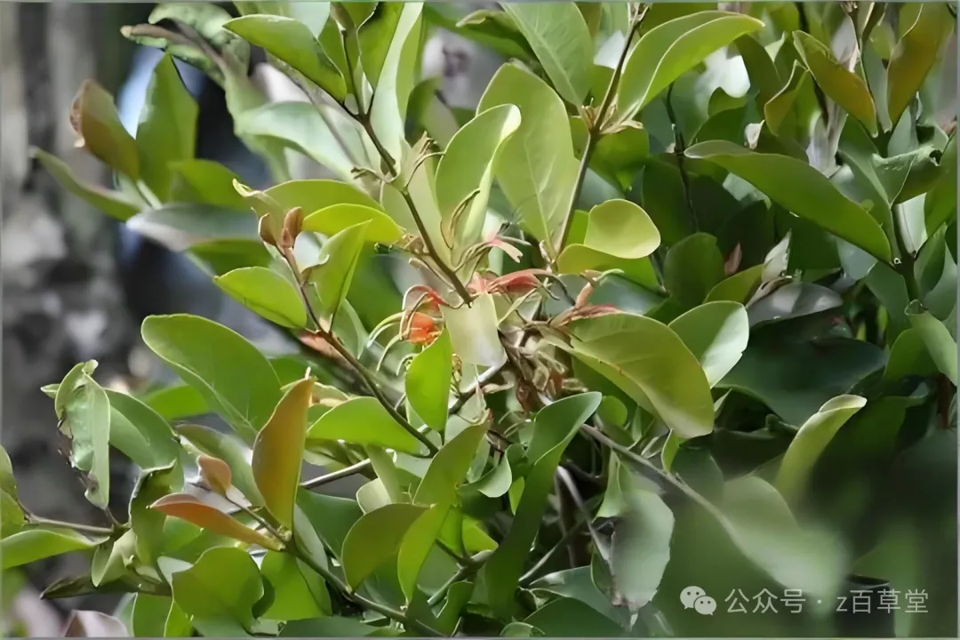 中医常用食材桑寄生
