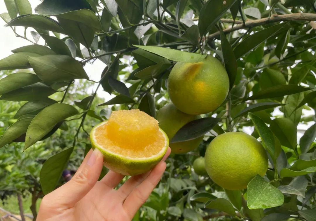 来自云南的高山冰糖橙,清香甘甜,水润爆汁,承包秋天的甜蜜