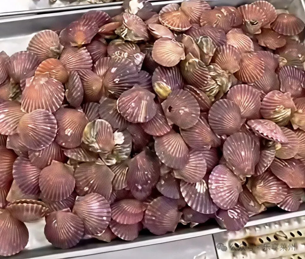 烟台这种海鲜食材大量上市,10元五斤!立马安排上桌…