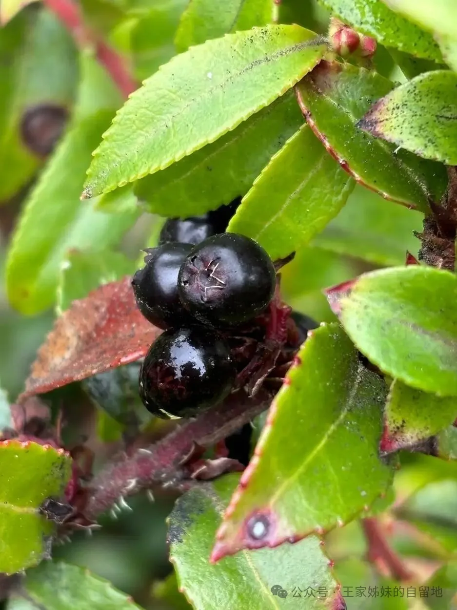 松江河的山珍甸果甸枣子
