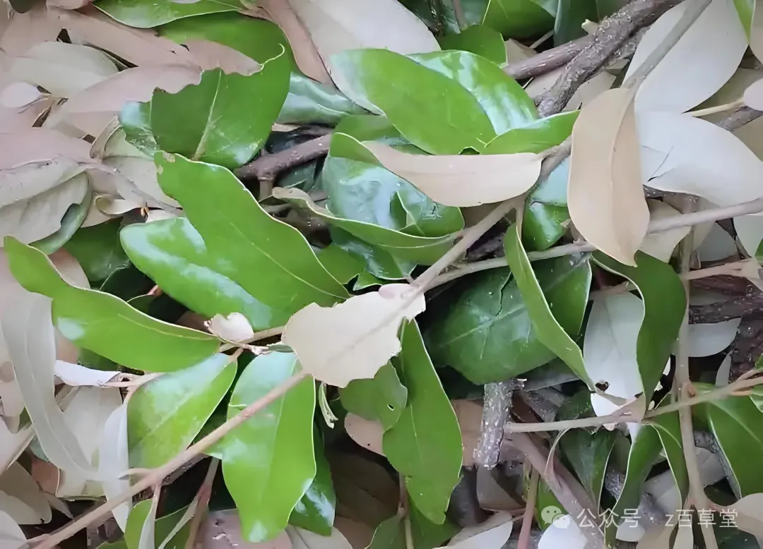 中医常用食材桑寄生