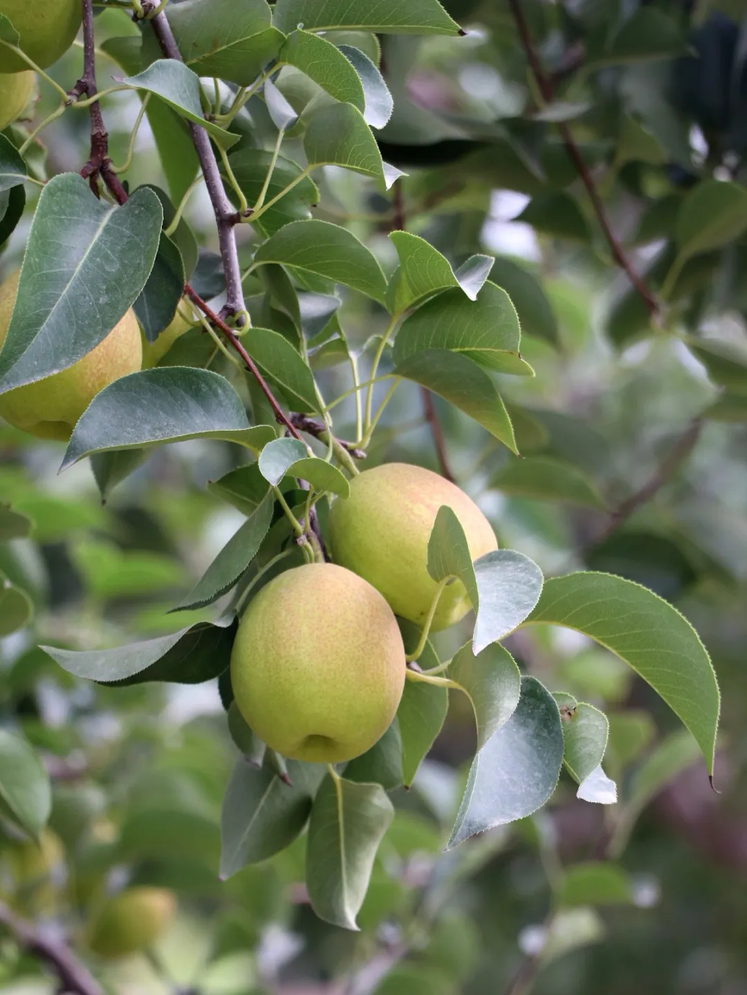 新疆库勒尔香梨来自核心产区孔雀河畔