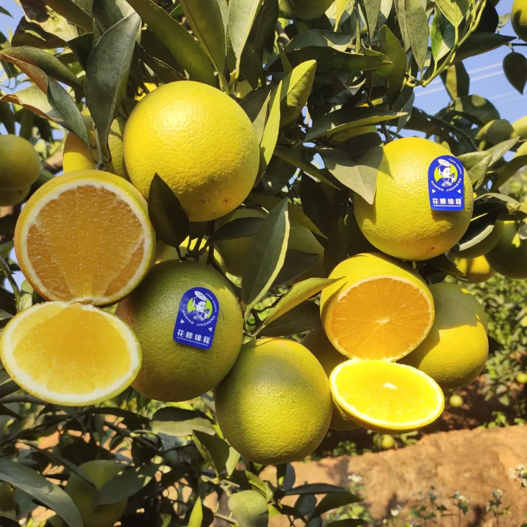 来自云南的高山冰糖橙,清香甘甜,水润爆汁,承包秋天的甜蜜