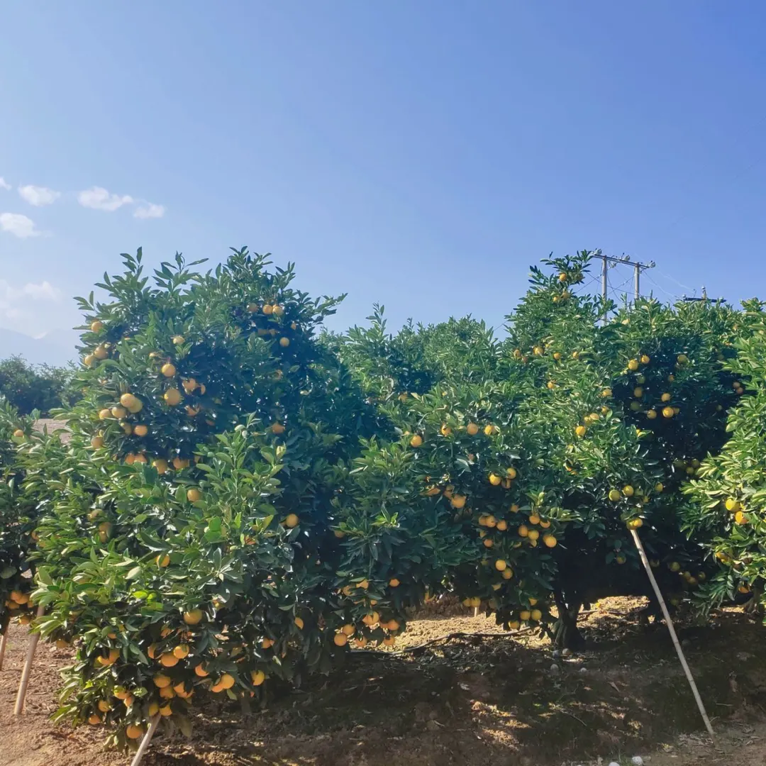 来自云南的高山冰糖橙,清香甘甜,水润爆汁,承包秋天的甜蜜