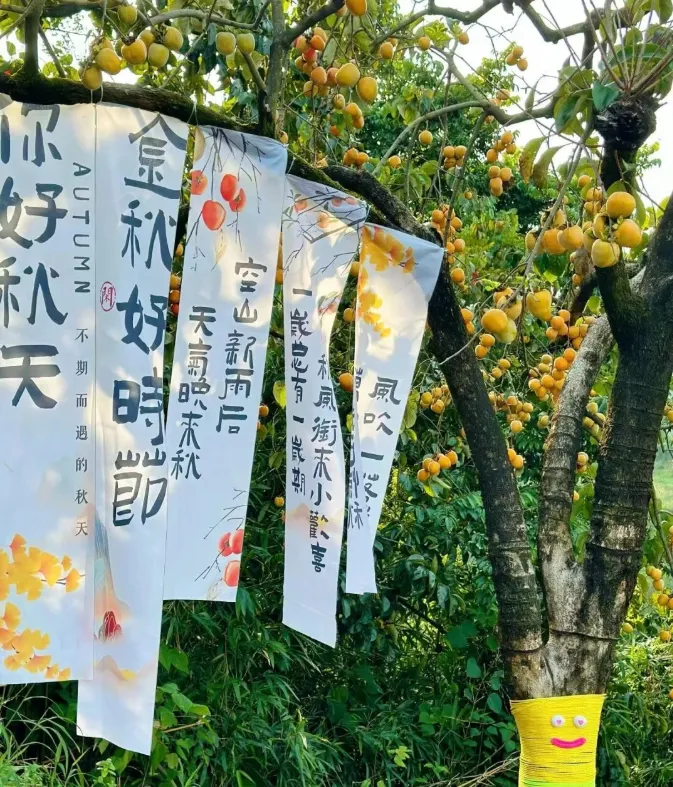 秋染从化,寻味柿香:上罗、南平、桂峰赏柿全攻略