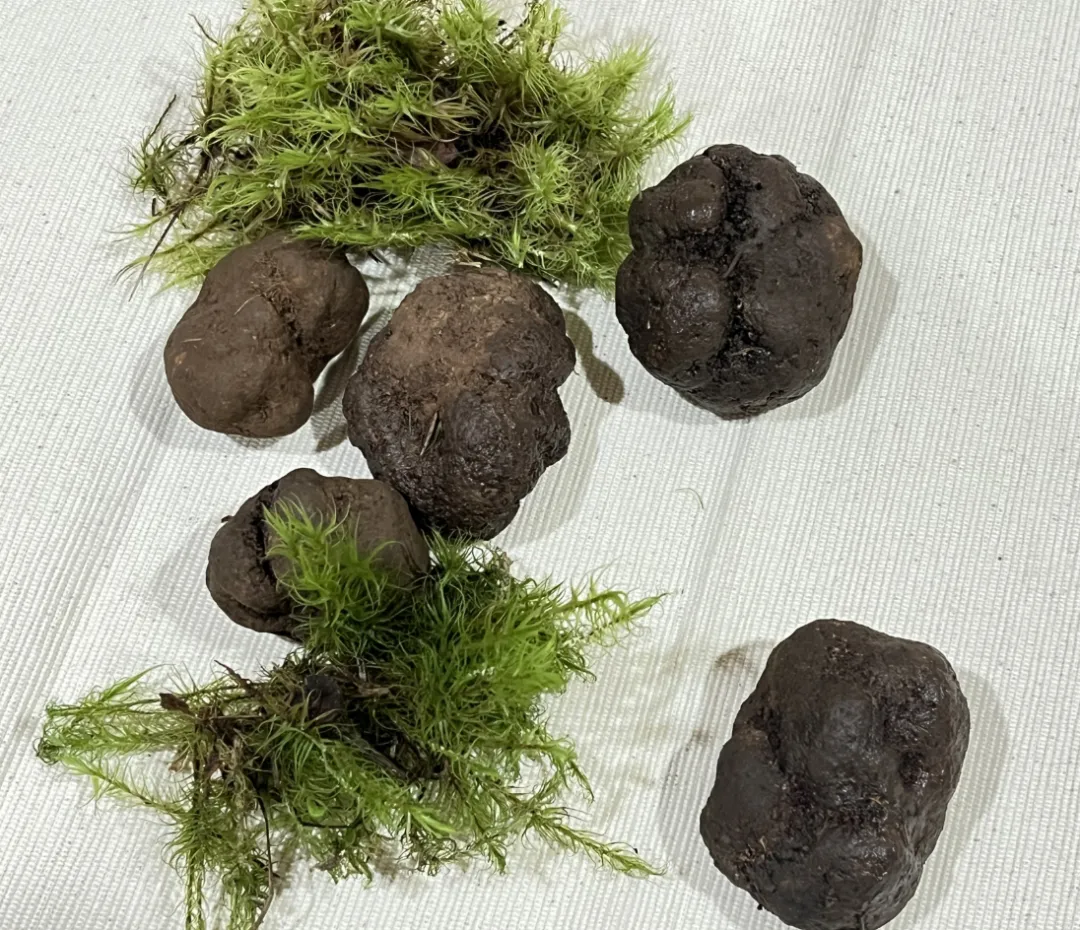 山珍王者的天花板吃法,你试过吗?黑松露×松茸,云南空运,极致体验