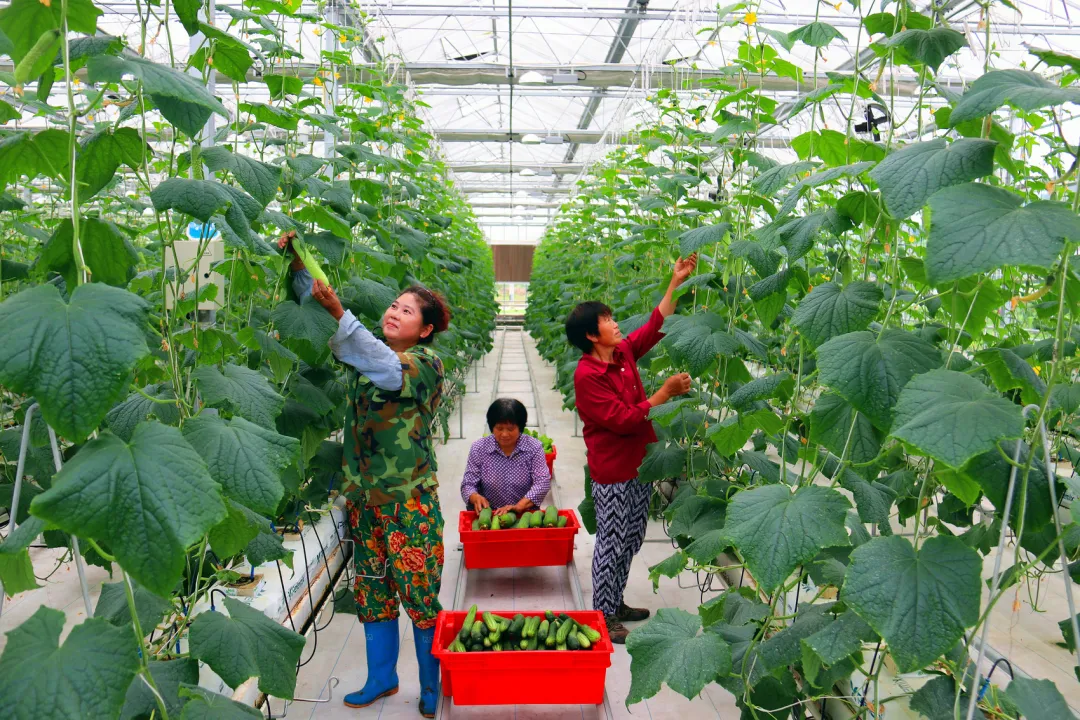 “有机四侠”破局 西充打响有机产业品牌战