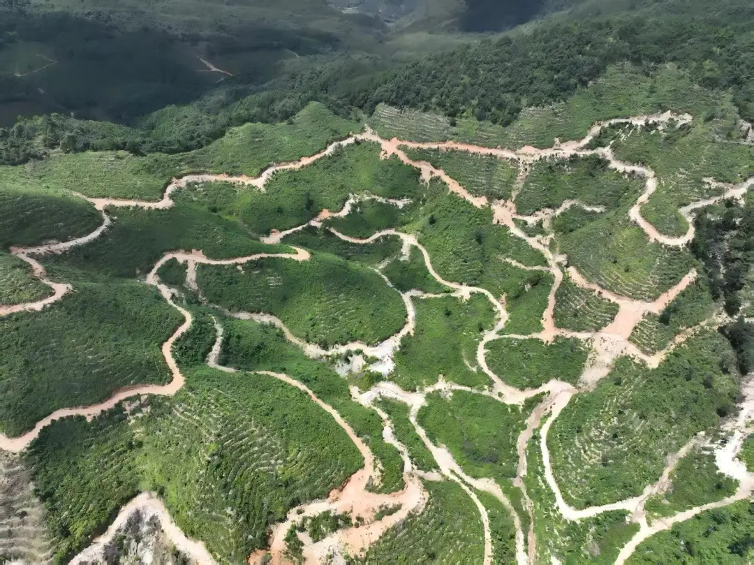 广东一县漫山“黄金果”~~山苍子
