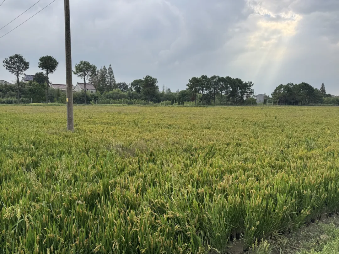 探索有机稻谷种植新模式,赋能海盐农业绿色发展