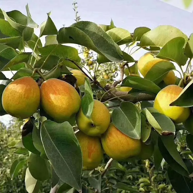 新疆库勒尔香梨来自核心产区孔雀河畔