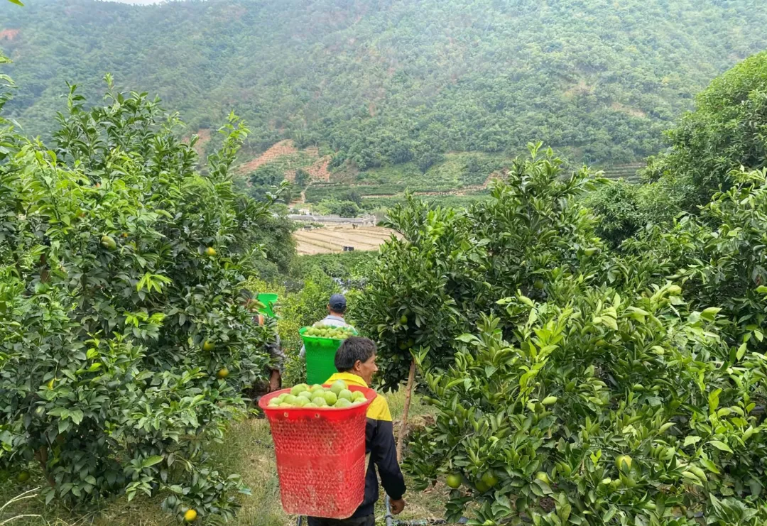 来自云南的高山冰糖橙,清香甘甜,水润爆汁,承包秋天的甜蜜