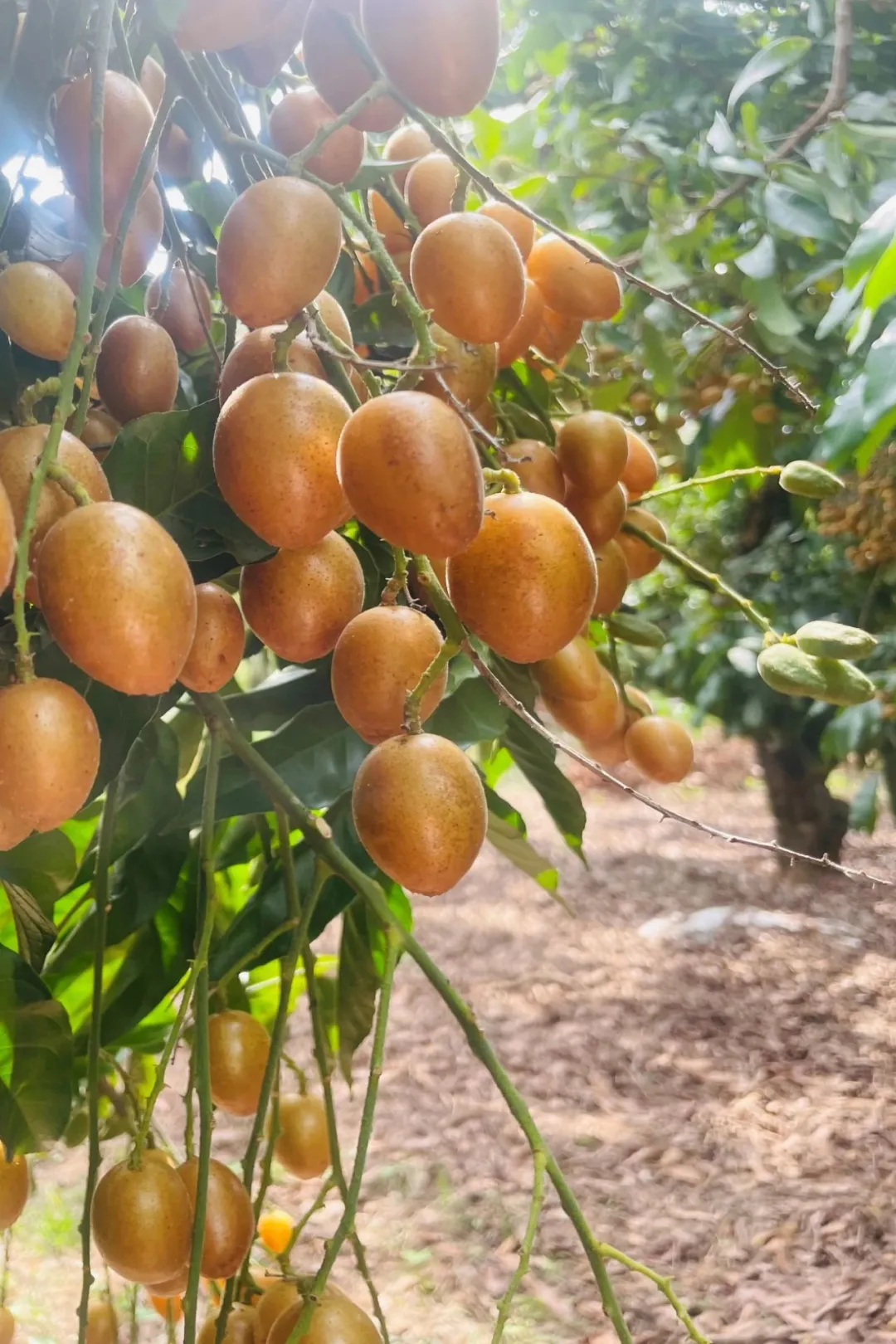 广东特产黄皮干,老广的护嗓宝