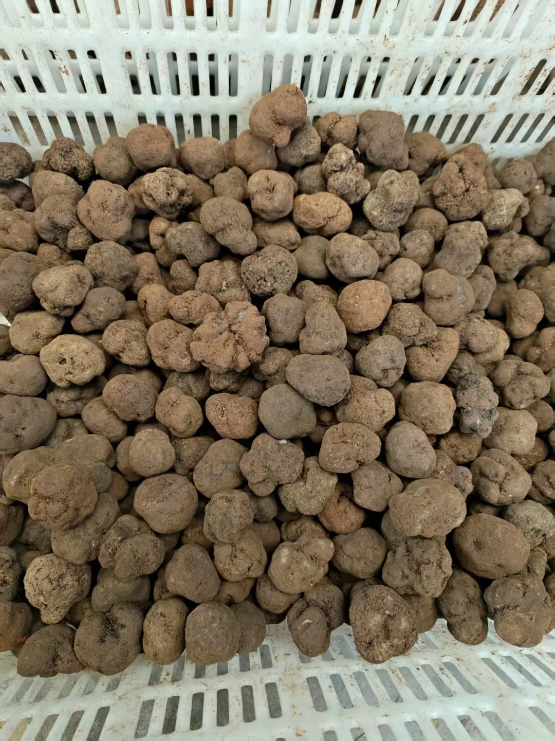 山珍王者的天花板吃法,你试过吗?黑松露×松茸,云南空运,极致体验