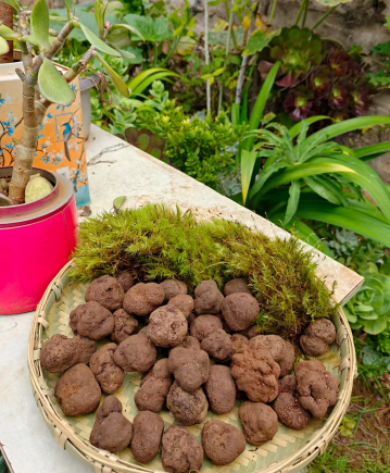 山珍王者的天花板吃法,你试过吗?黑松露×松茸,云南空运,极致体验