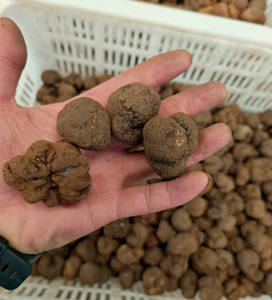 山珍王者的天花板吃法,你试过吗?黑松露×松茸,云南空运,极致体验