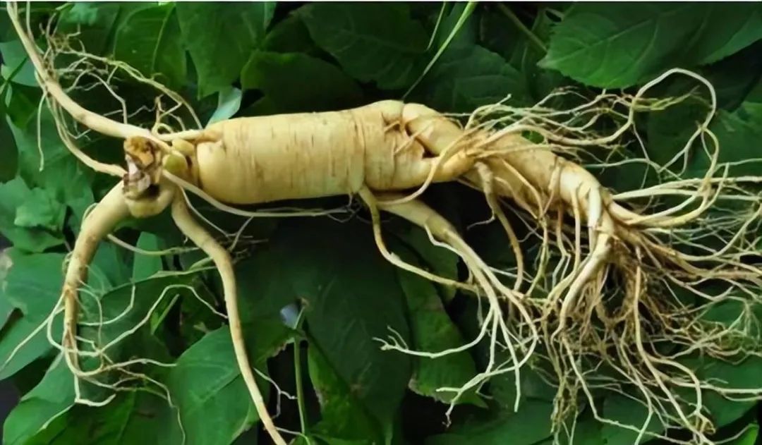 寒冬三宝食材曝光,白萝卜山药茴香菜