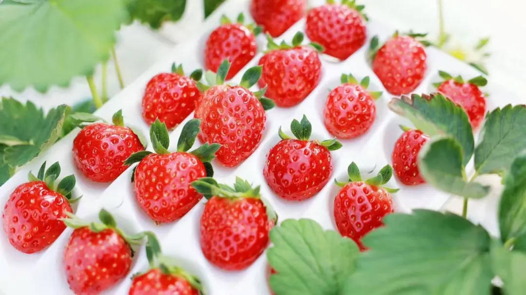 当餐优选食材香气扑鼻！建德产“紧俏货”又上新