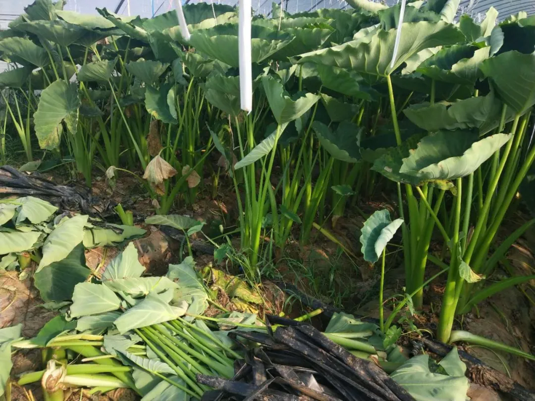 奶香味的小芋头,越吃越上头