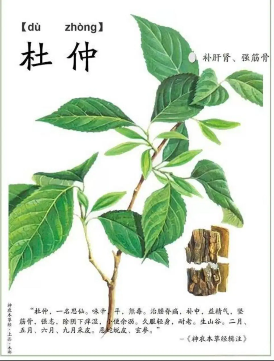 汝阳山珍,仙药杜仲