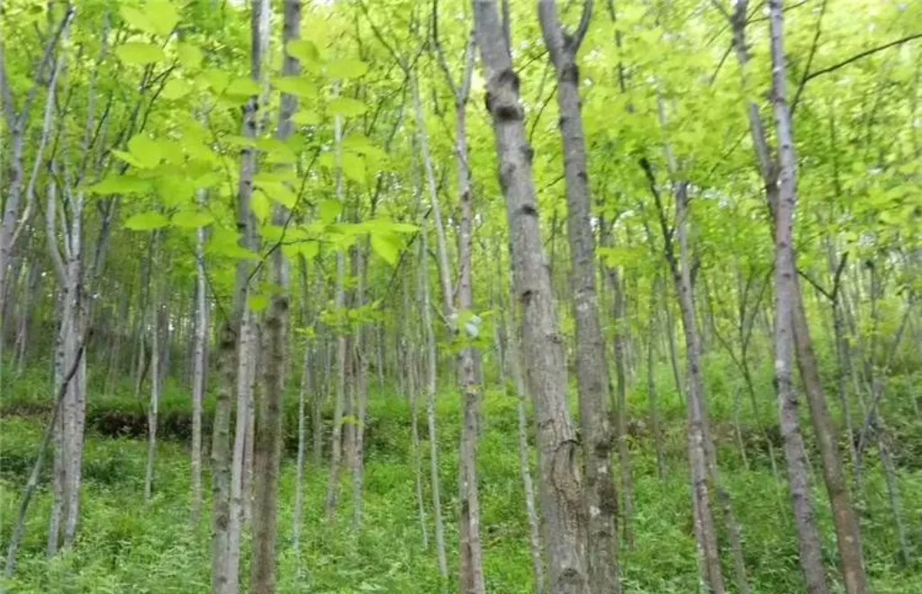 汝阳山珍,仙药杜仲