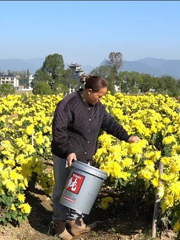 当餐优选食材香气扑鼻!建德产“紧俏货”又上新