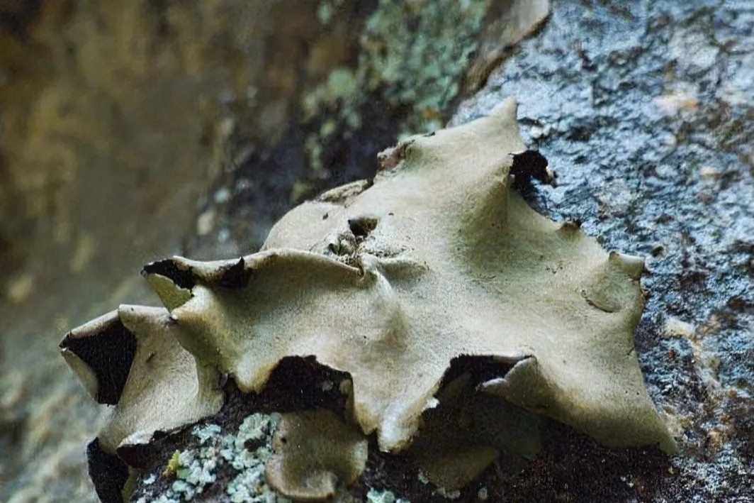 药食两用的山珍庐山石耳