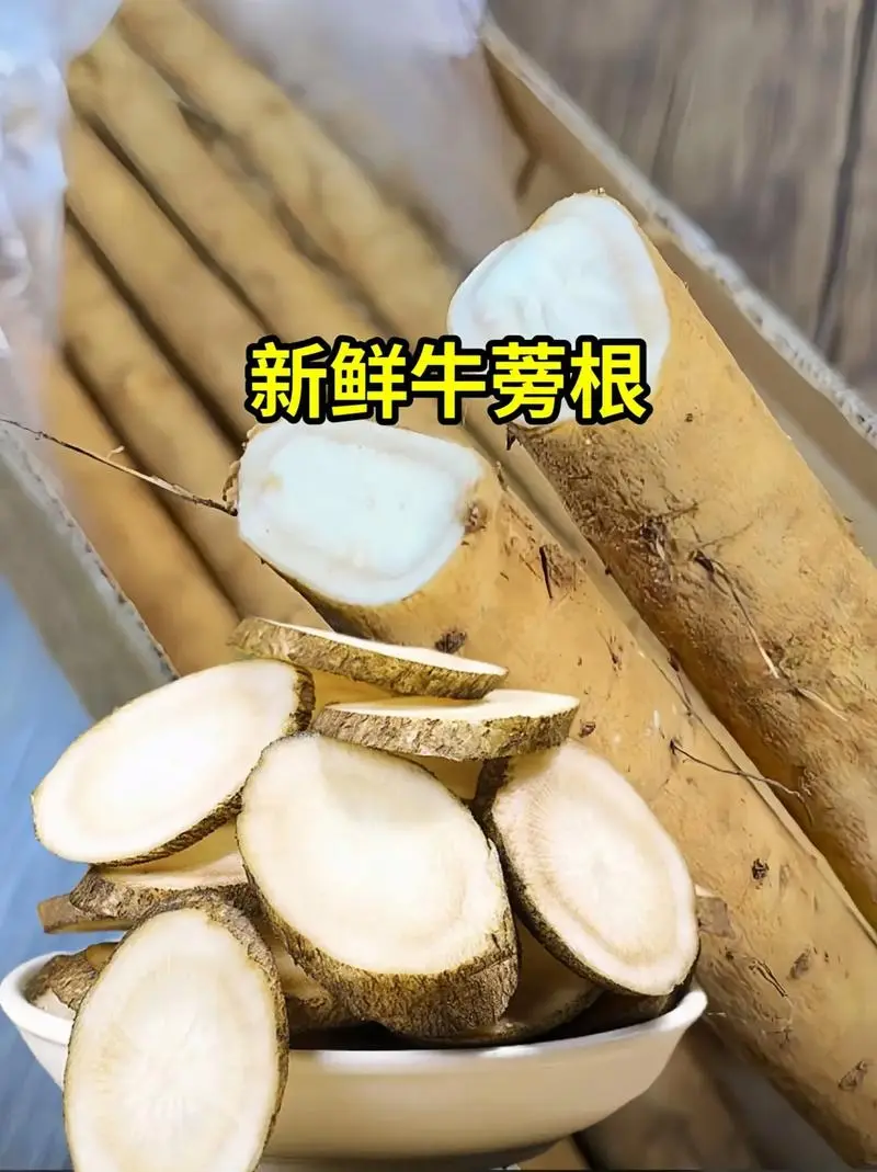 原生态植物食材与饮片牛蒡根