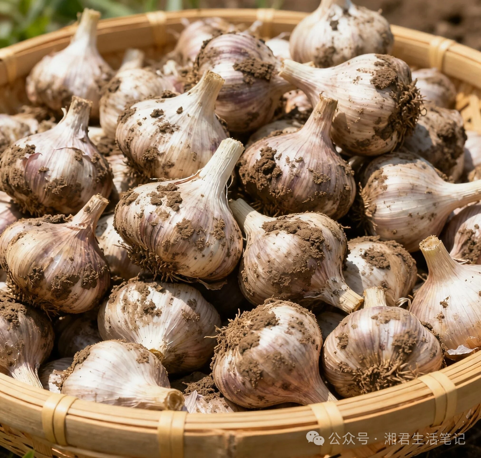 大蒜究竟是“美食救星”还是？
