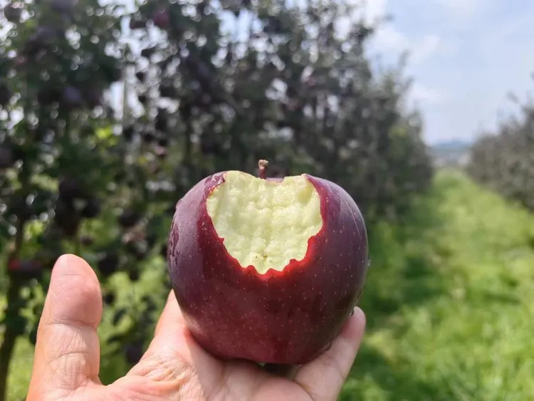 昭通黑卡苹果，香甜爽脆，满口都是醇厚香甜的苹果香气