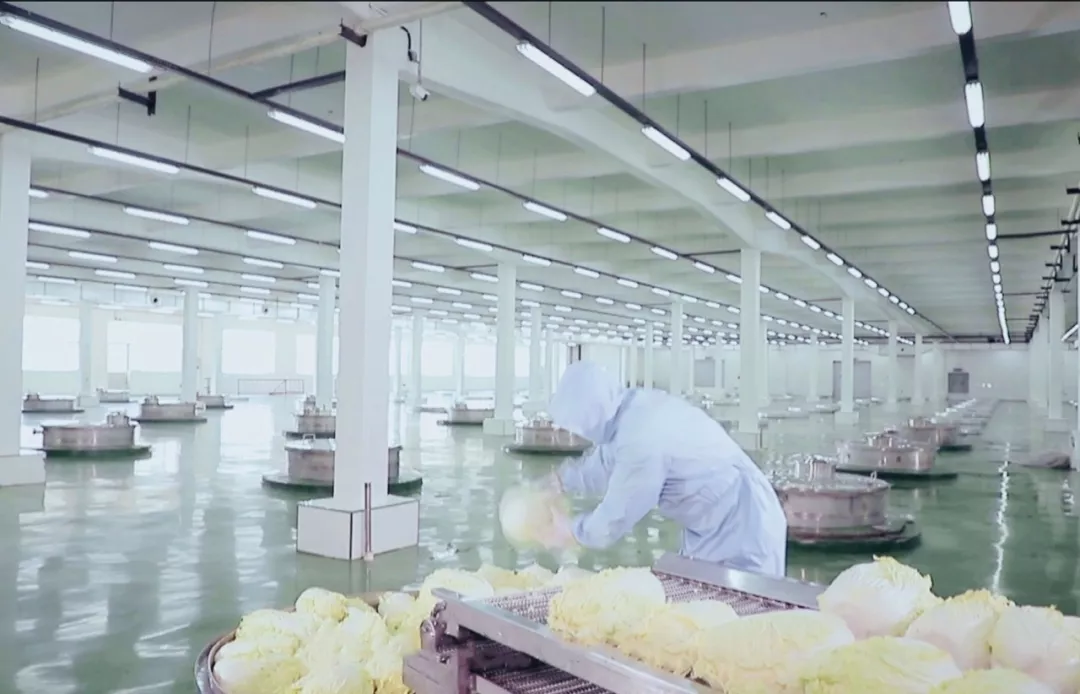 酸菜天花板!当餐优选味道正、有机、安全、健康!