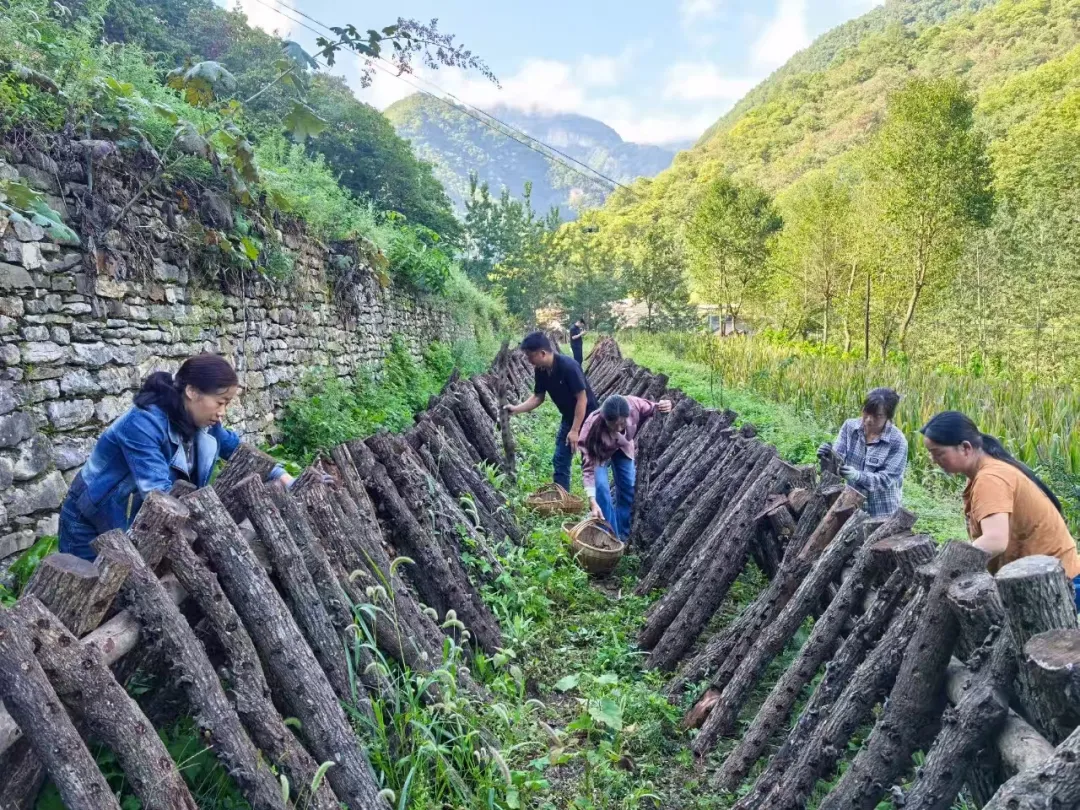 秦岭深处的有机食材之两当县“全域有机”发展的破局与前景