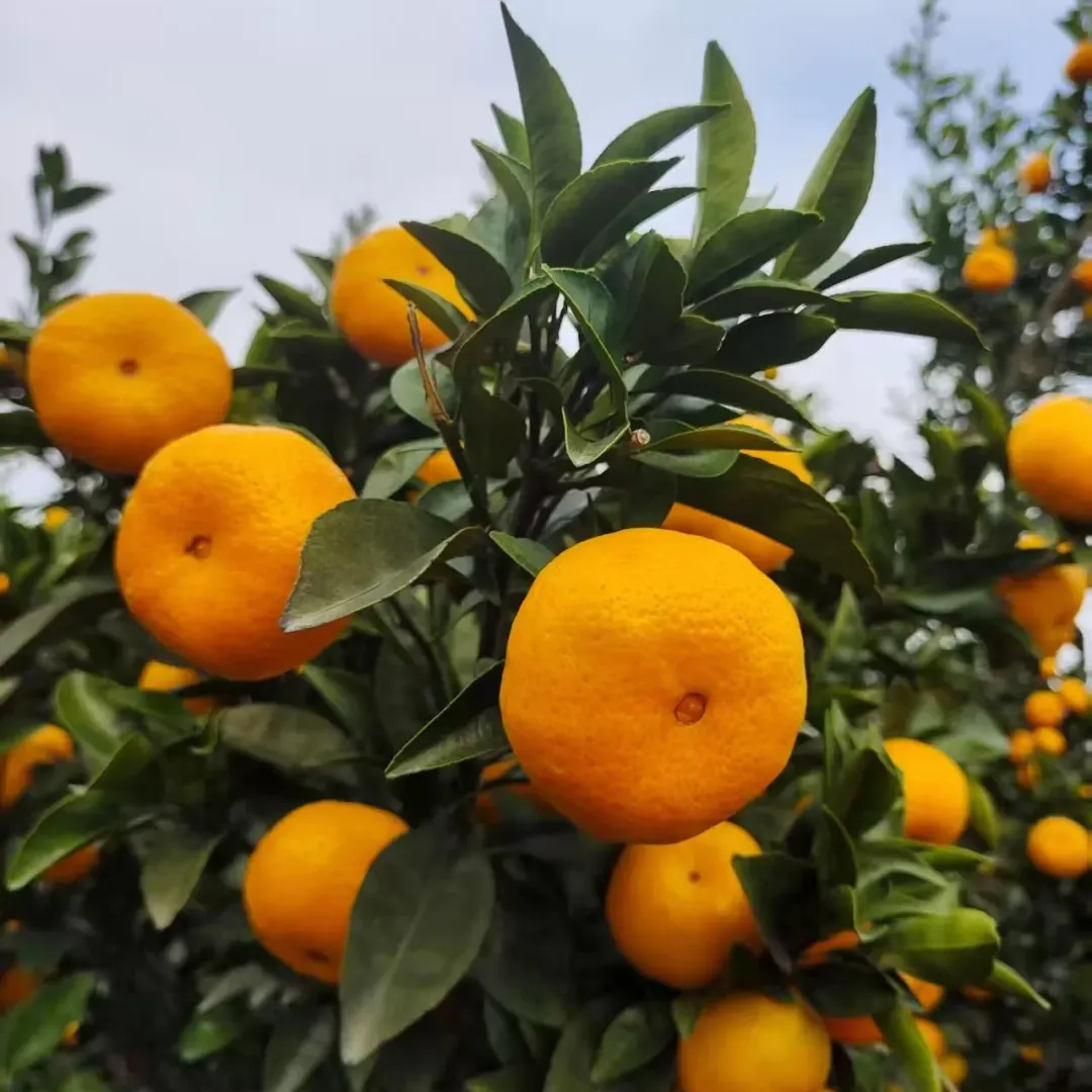 当餐鲜生【新品上架】5.99元2斤广西棉桔