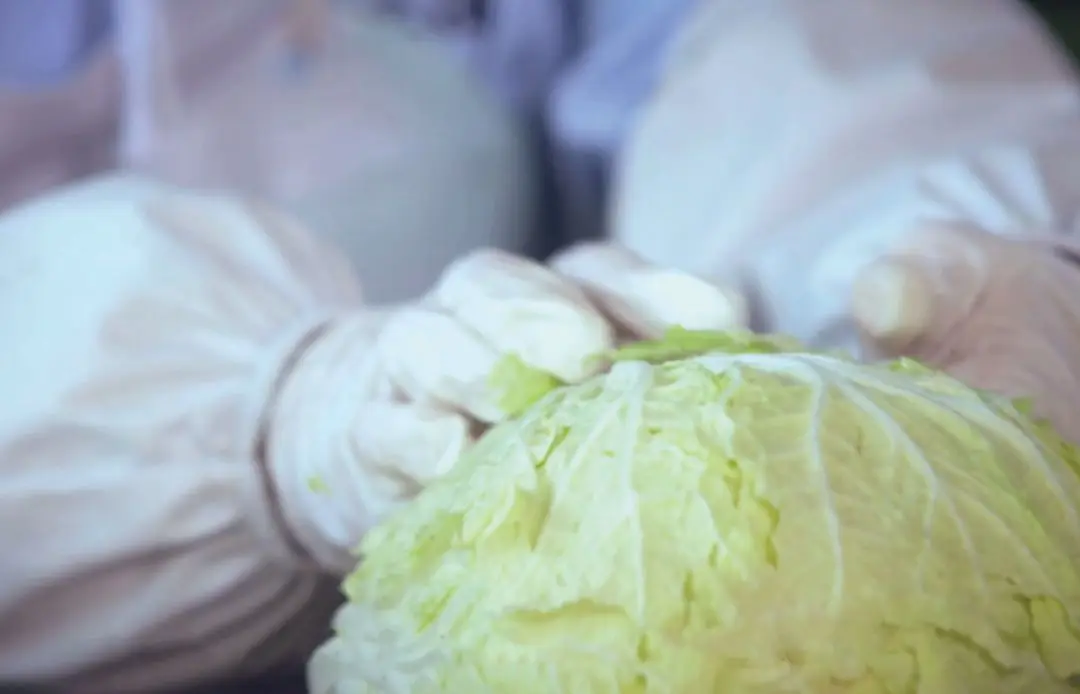 酸菜天花板!当餐优选味道正、有机、安全、健康!