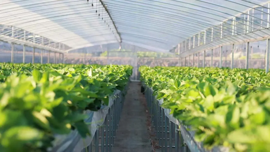 当餐优选食材香气扑鼻!建德产“紧俏货”又上新