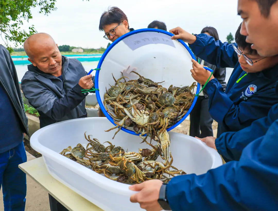 当餐食材市场“鲜甜肥美”松江产地大闸蟹新品
