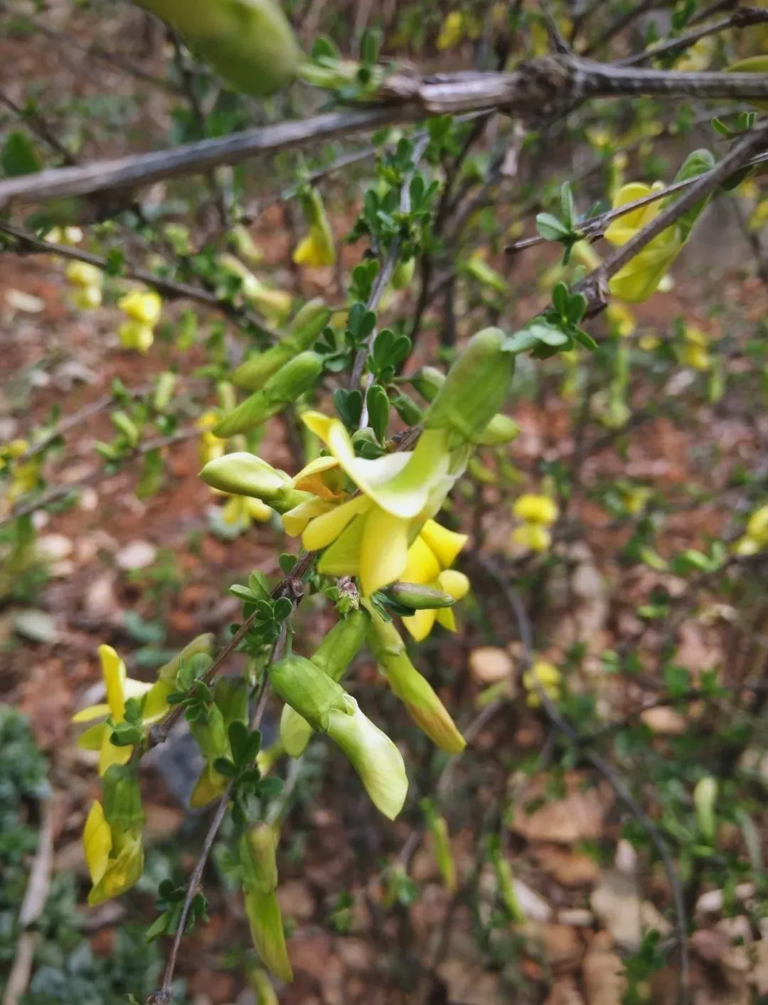 从“土黄芪”到中药界的“网红”食材金雀根