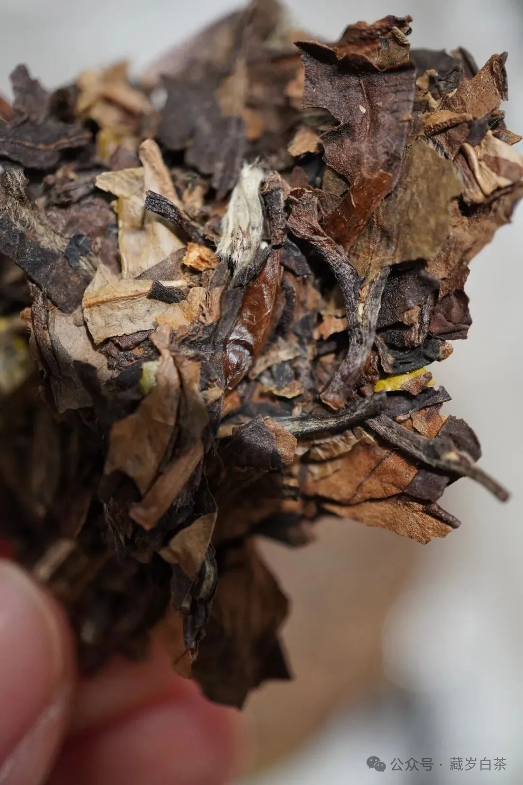 茶叶新品推荐【十一年陈化,木韵蜜章】