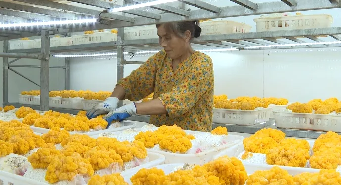 新品+2！衢江每年600多万资金扶持新土特产