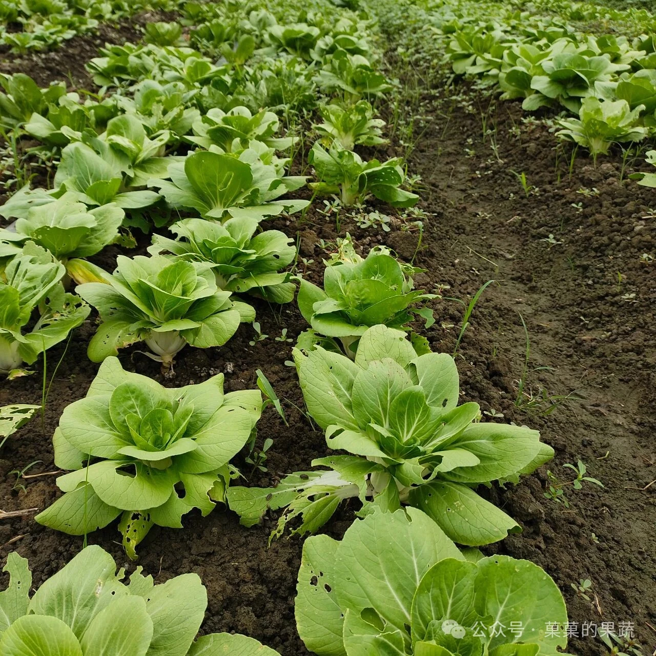 有机农场本周批发菜单