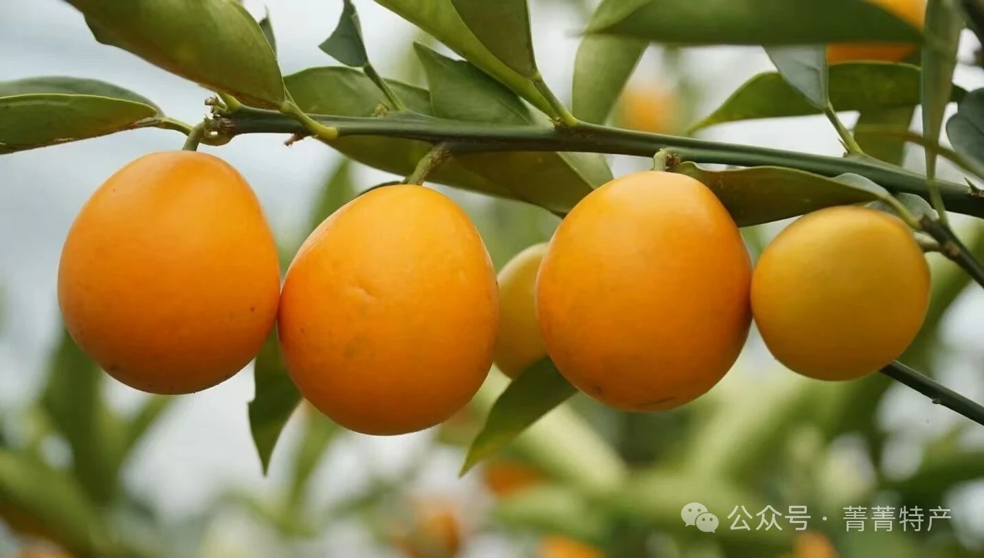 广西融安脆蜜金桔