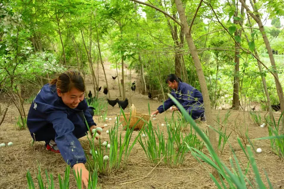 秦岭深处的有机食材之两当县“全域有机”发展的破局与前景