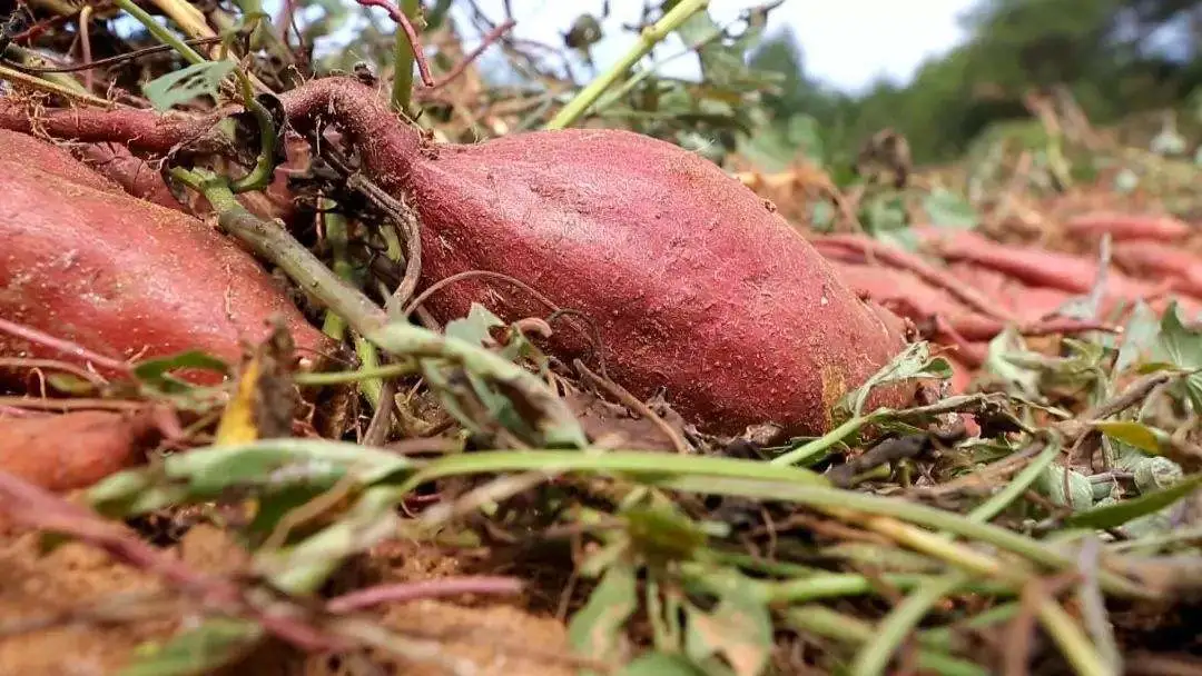 “舌尖上的黄冈”特色美食打卡攻略